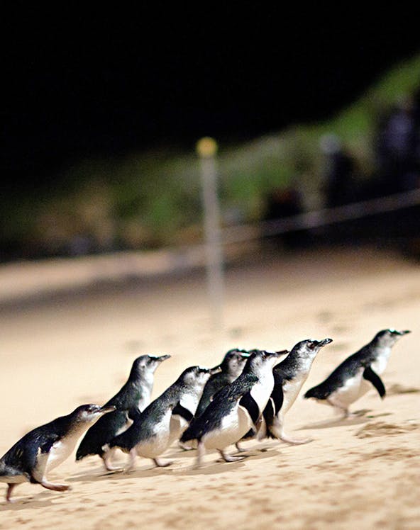 Penguins walking on the beach at night on Phillip Island, Australia.