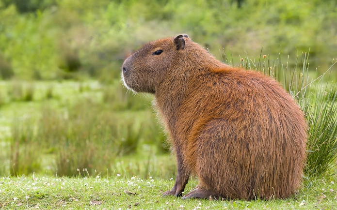 Capybara sitting on grass at a zoo in Rome.