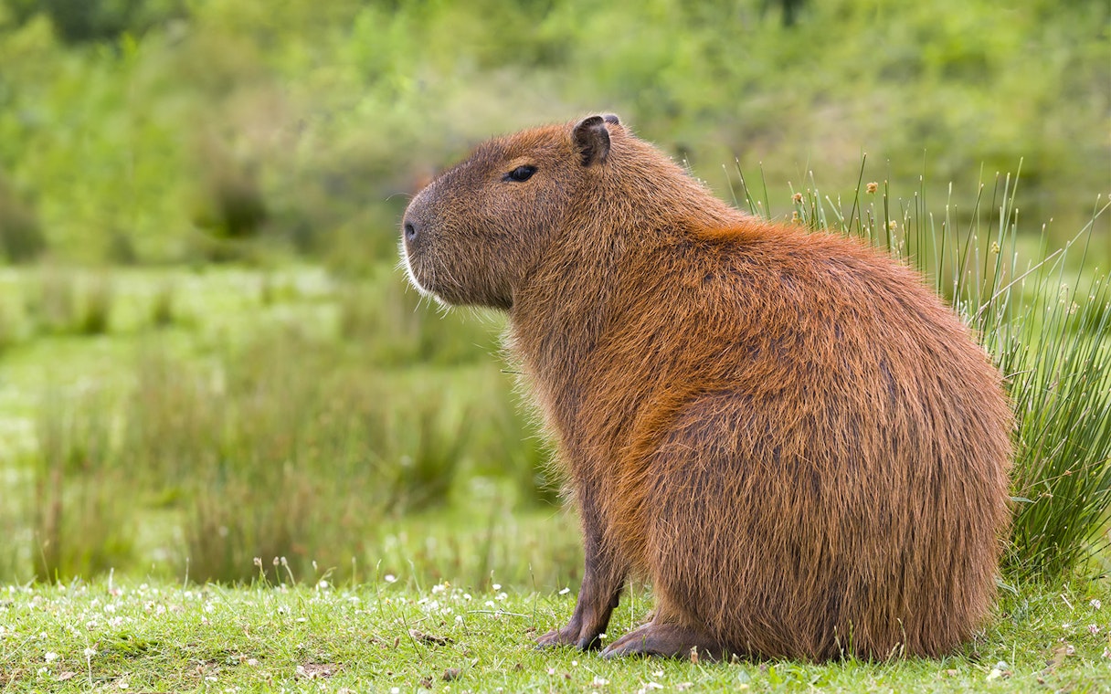 Capybara sitting on grass at a zoo in Rome.