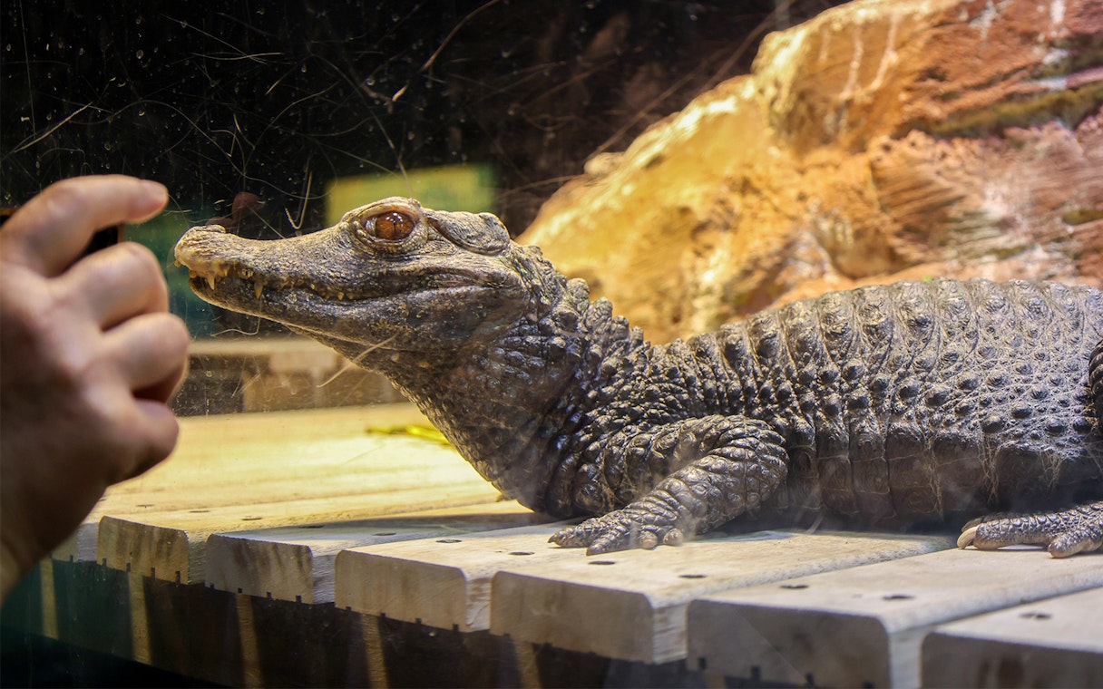 Crocodile in a tank at Genoa Aquarium, Italy, with a visitor taking a photo.