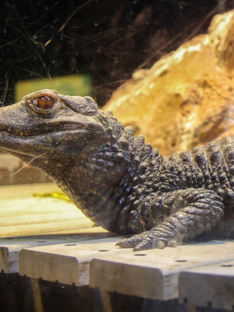 Crocodile in a tank at Genoa Aquarium, Italy, with a visitor taking a photo.