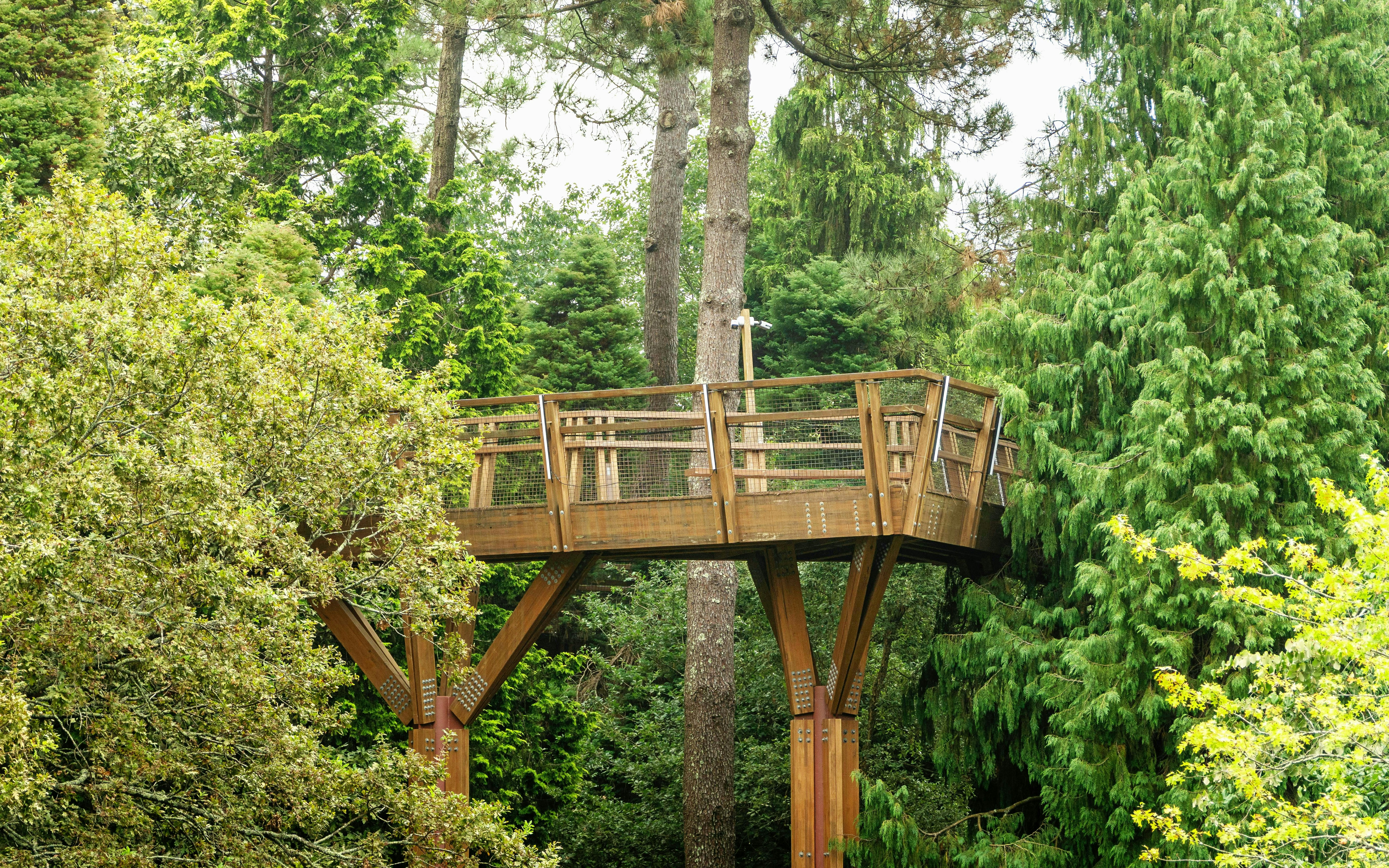 Wooden walkway elevated among trees in Serralves Park, Porto, Portugal.