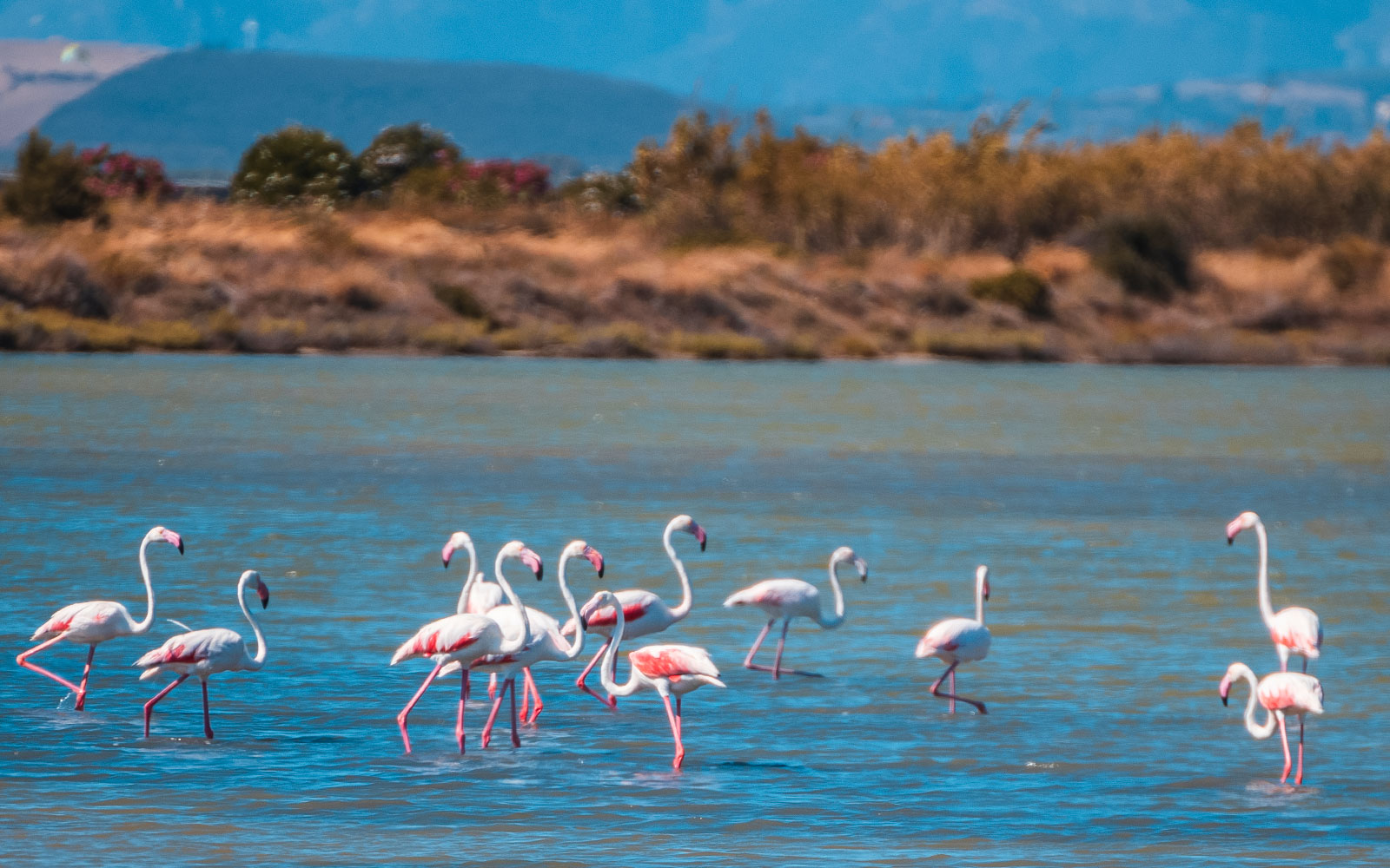 Flamingos wading in a lagoon near Chia, Sardinia, during a 4x4 tour from Cagliari.
