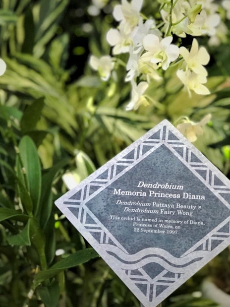 Dendrobium orchids at National Orchid Garden, Singapore with a memorial plaque.