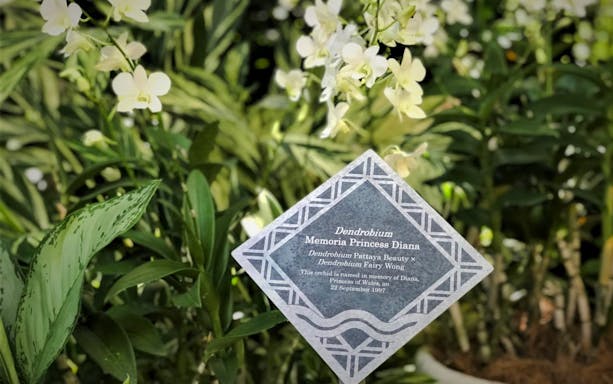 Dendrobium orchids at National Orchid Garden, Singapore with a memorial plaque.