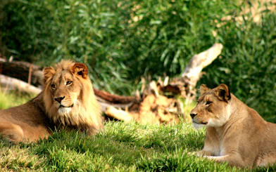 Lions resting in the grass at Philadelphia Zoo.