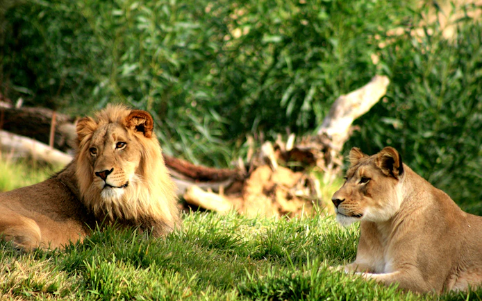 Lions resting in the grass at Philadelphia Zoo.