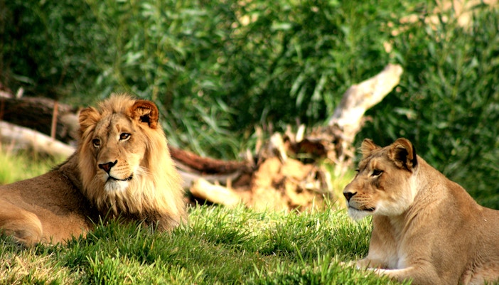Lions resting in the grass at Philadelphia Zoo.