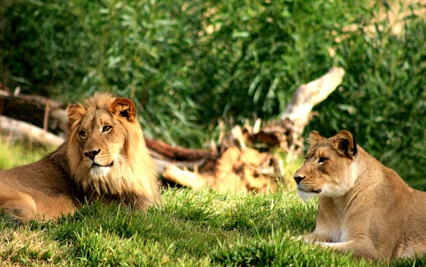 Lions resting in the grass at Philadelphia Zoo.