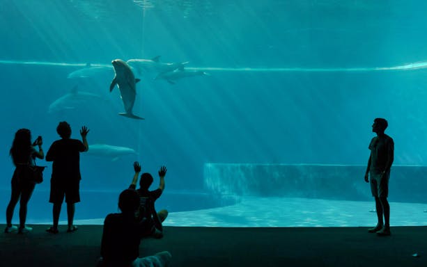 Visitors watching dolphins swim at the Aquarium of Genoa.