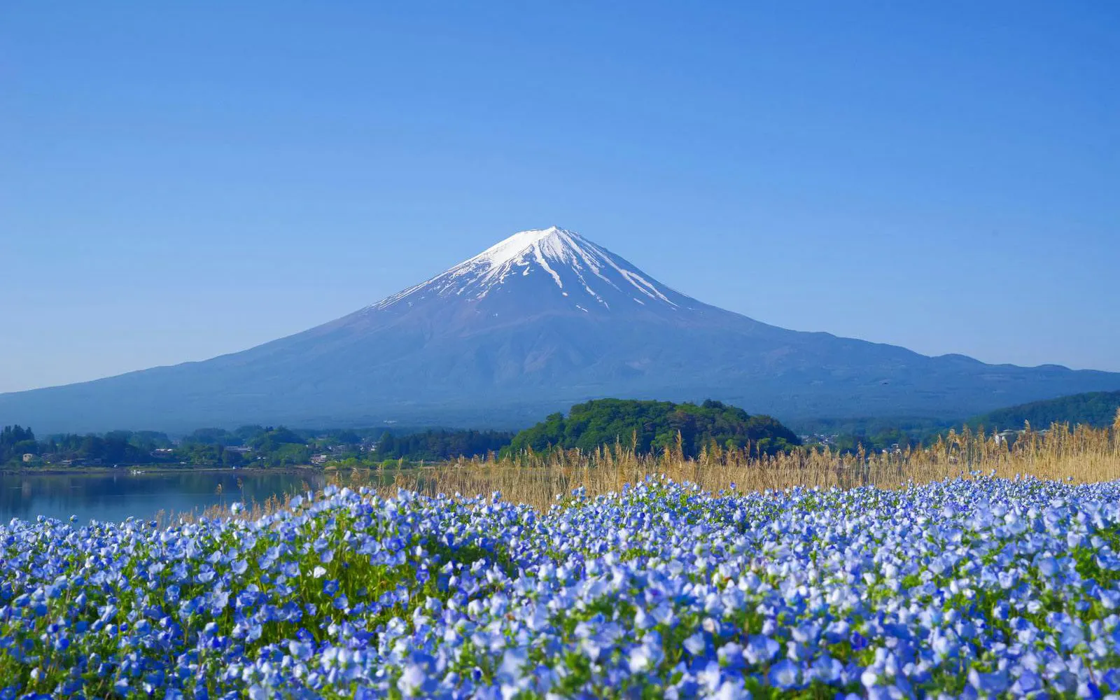 Mt Fuji with blue flowers in foreground at Oishi Park, Yamanashi Prefecture.