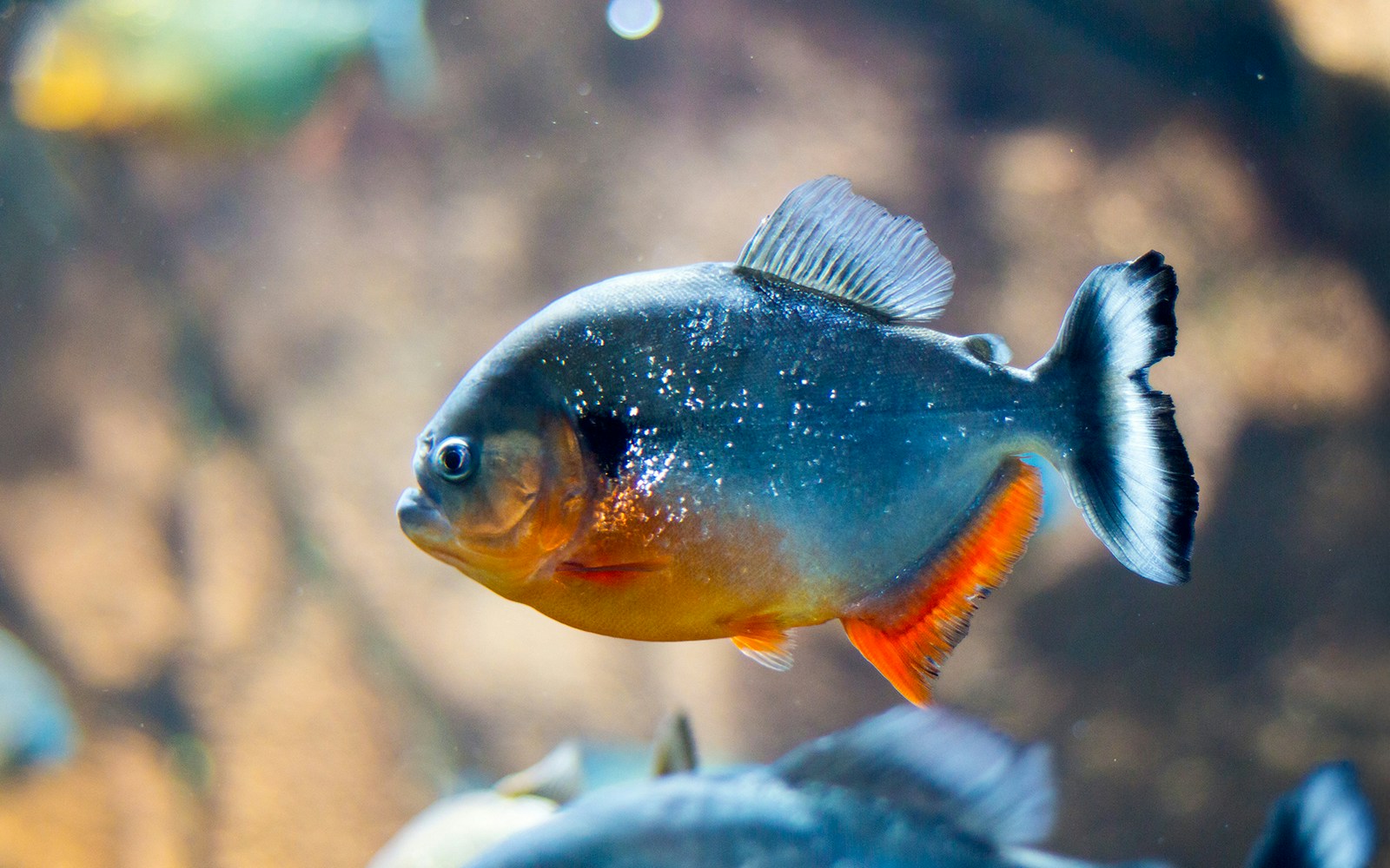 Piranha swimming in the Atlanta Aquarium exhibit.