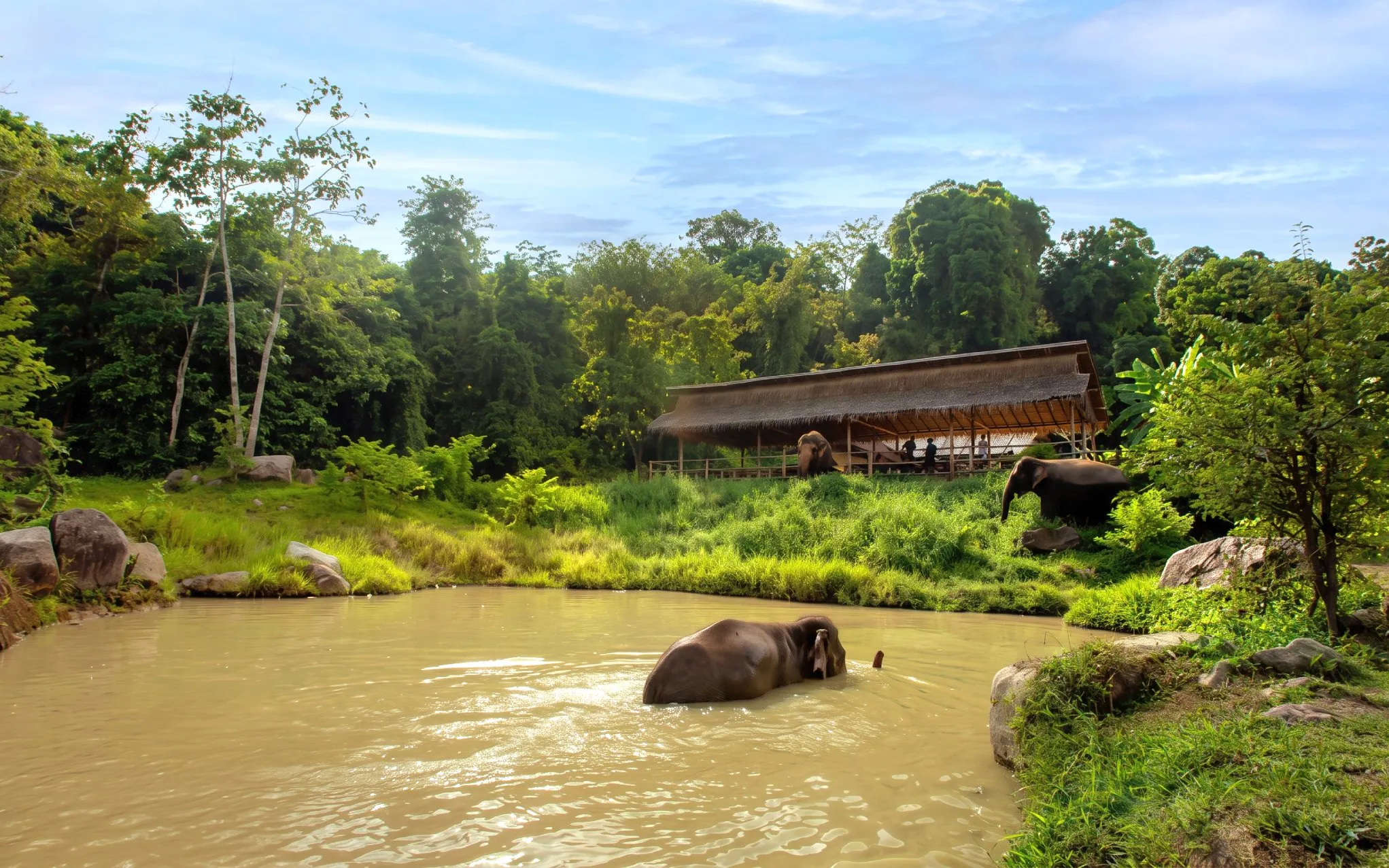 Elephant bathing in a pond at Phuket's Ethical Elephant Nature Park with forest and pavilion.