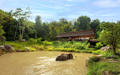 Elephant bathing in a pond at Phuket's Ethical Elephant Nature Park with forest and pavilion.
