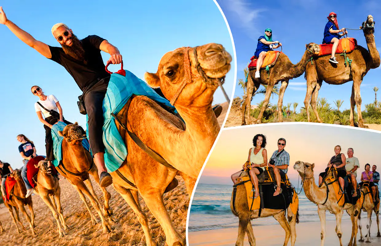 Camel ride along Souss River with tourists in Agadir.