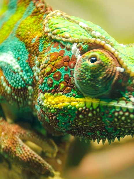 Panther chameleon perched on a branch at the London Zoo.