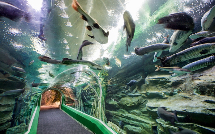 Underwater tunnel with fish at Lotte World Aquarium, Seoul.