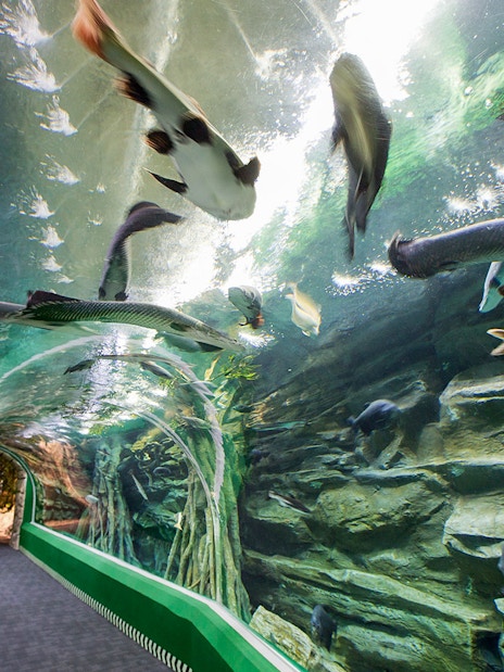 Underwater tunnel with fish at Lotte World Aquarium, Seoul.