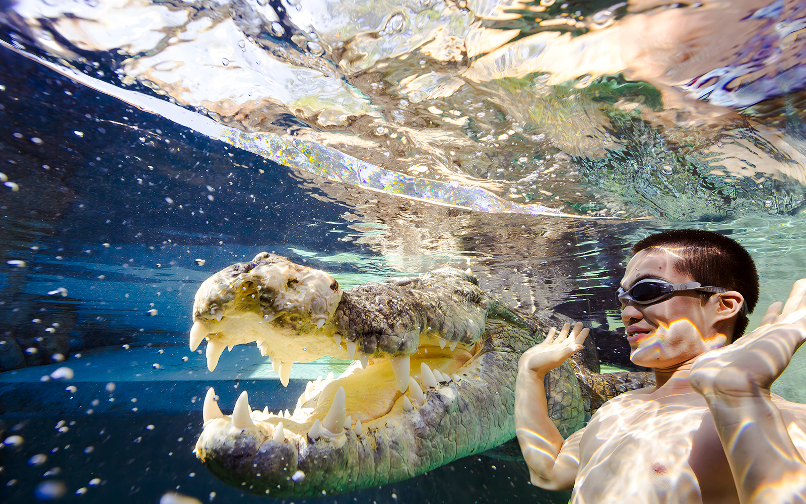Person in goggles underwater near a crocodile at Crocosaurus Cove's Cage of Death.