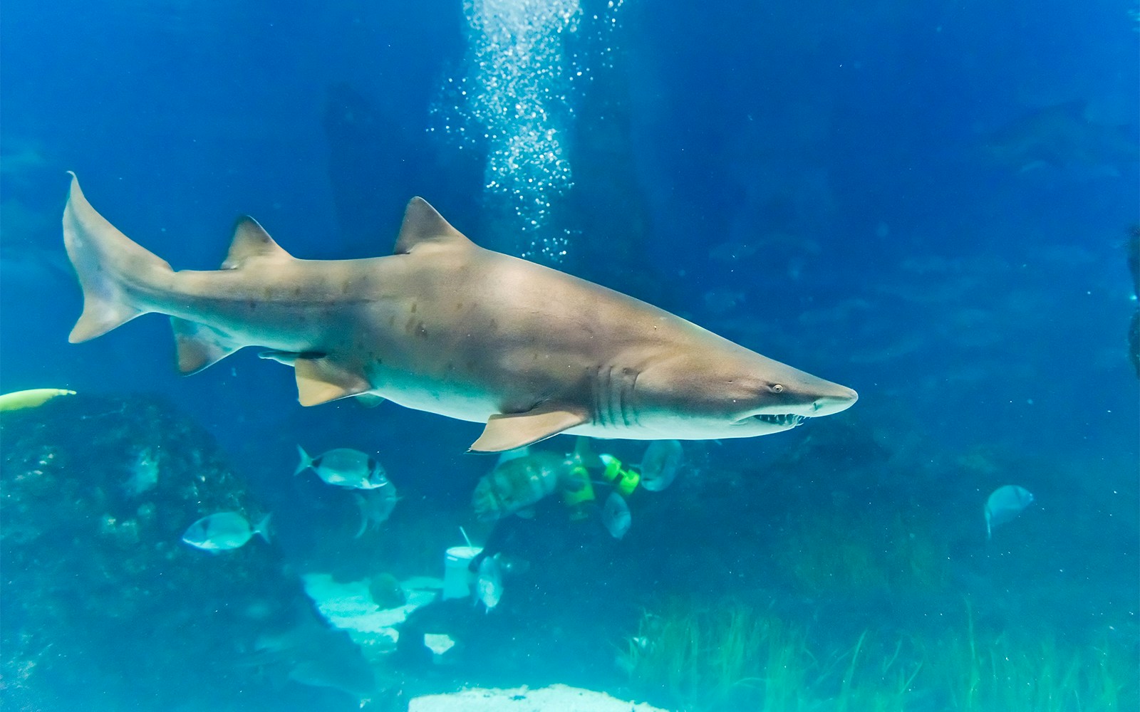 Sharks at Istanbul Florya Aquarium