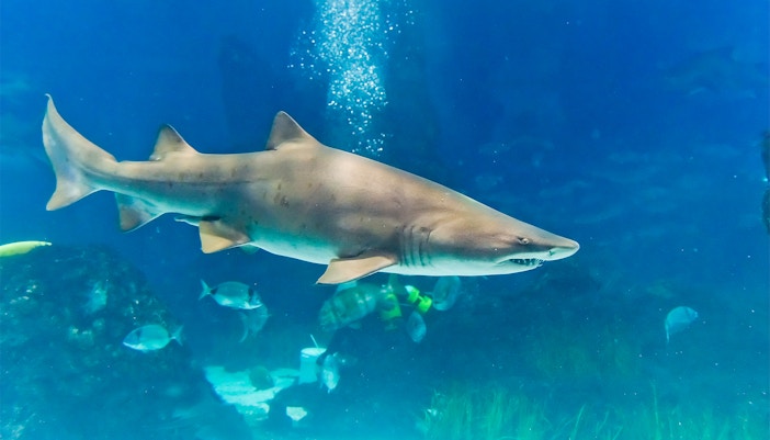 Sharks swimming in a large tank at Genoa Aquarium, Italy.