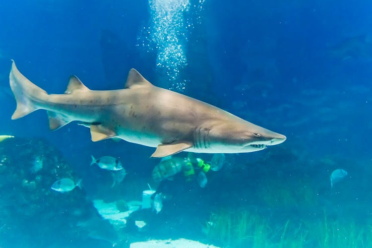 Sharks! Predators of the Deep