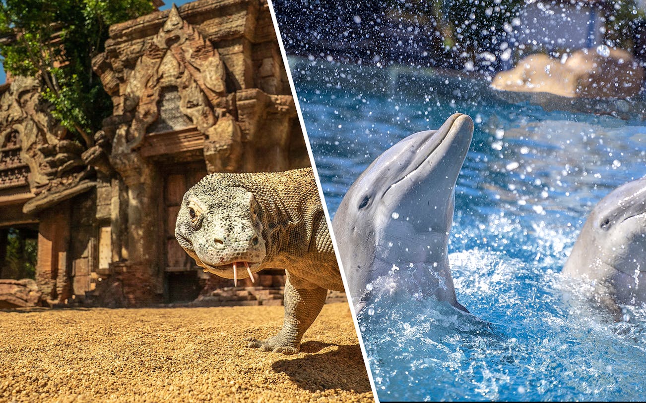Komodo dragon near ancient temple and dolphins swimming in a pool.