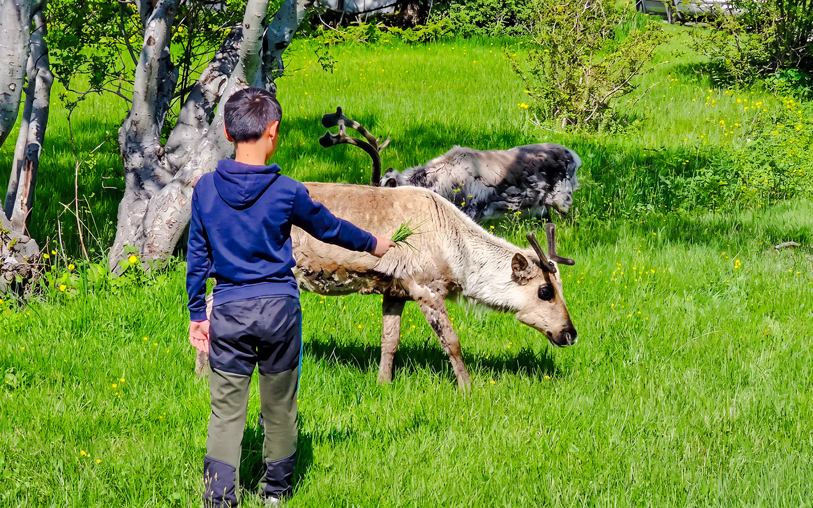 Child feeding reindeer in Sommarøy Fjord, Tromsø.