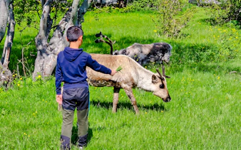 Child feeding reindeer in Sommarøy Fjord, Tromsø.