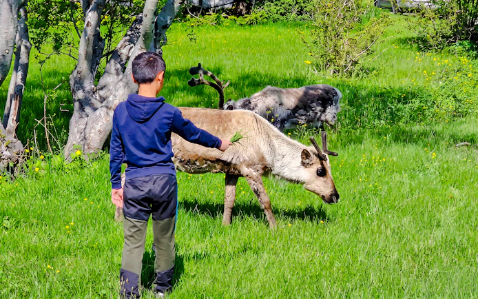 Child feeding reindeer in Sommarøy Fjord, Tromsø.
