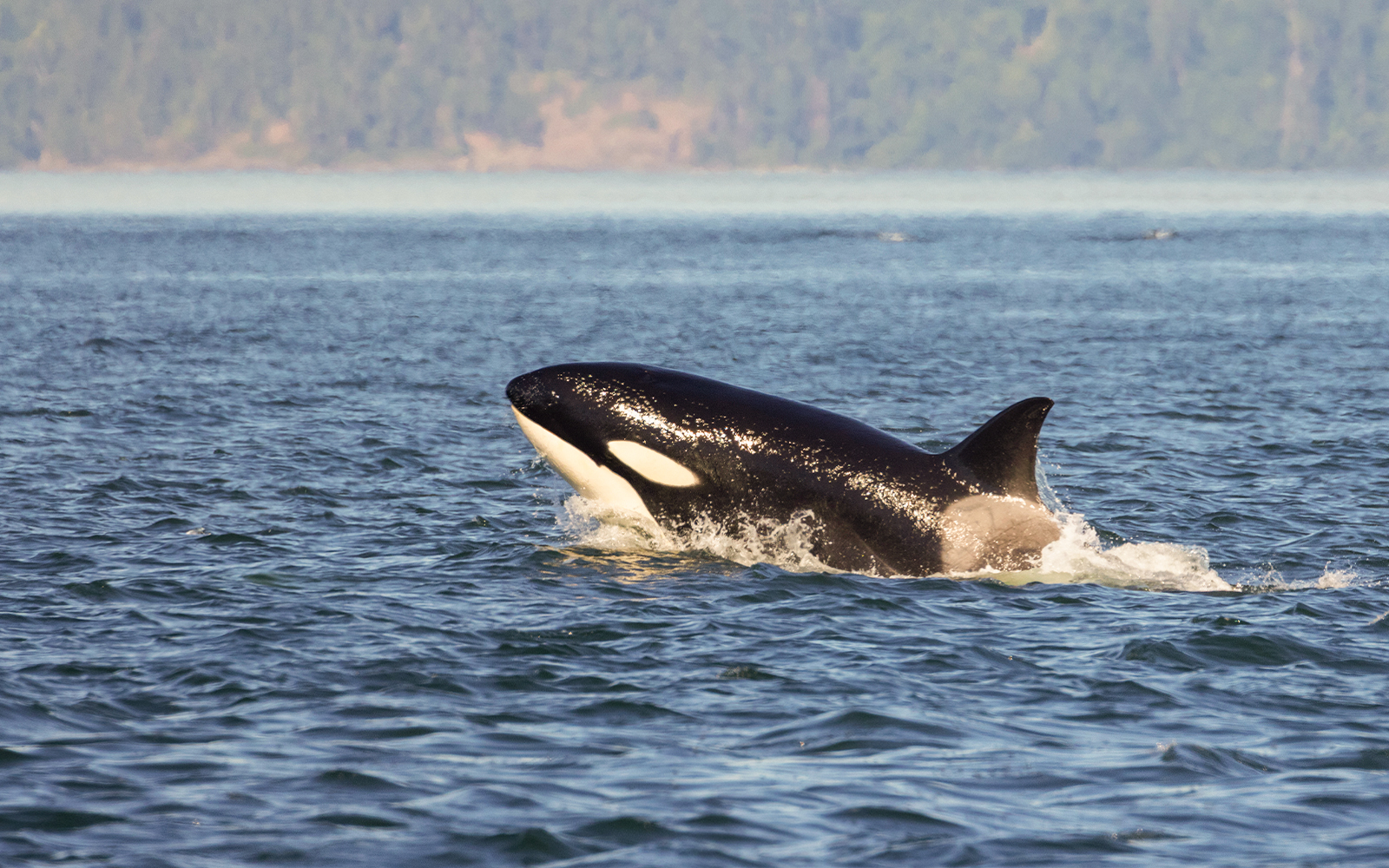 Whale Watching Cruise on the Salish Sea