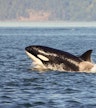 Whale Watching Cruise on the Salish Sea