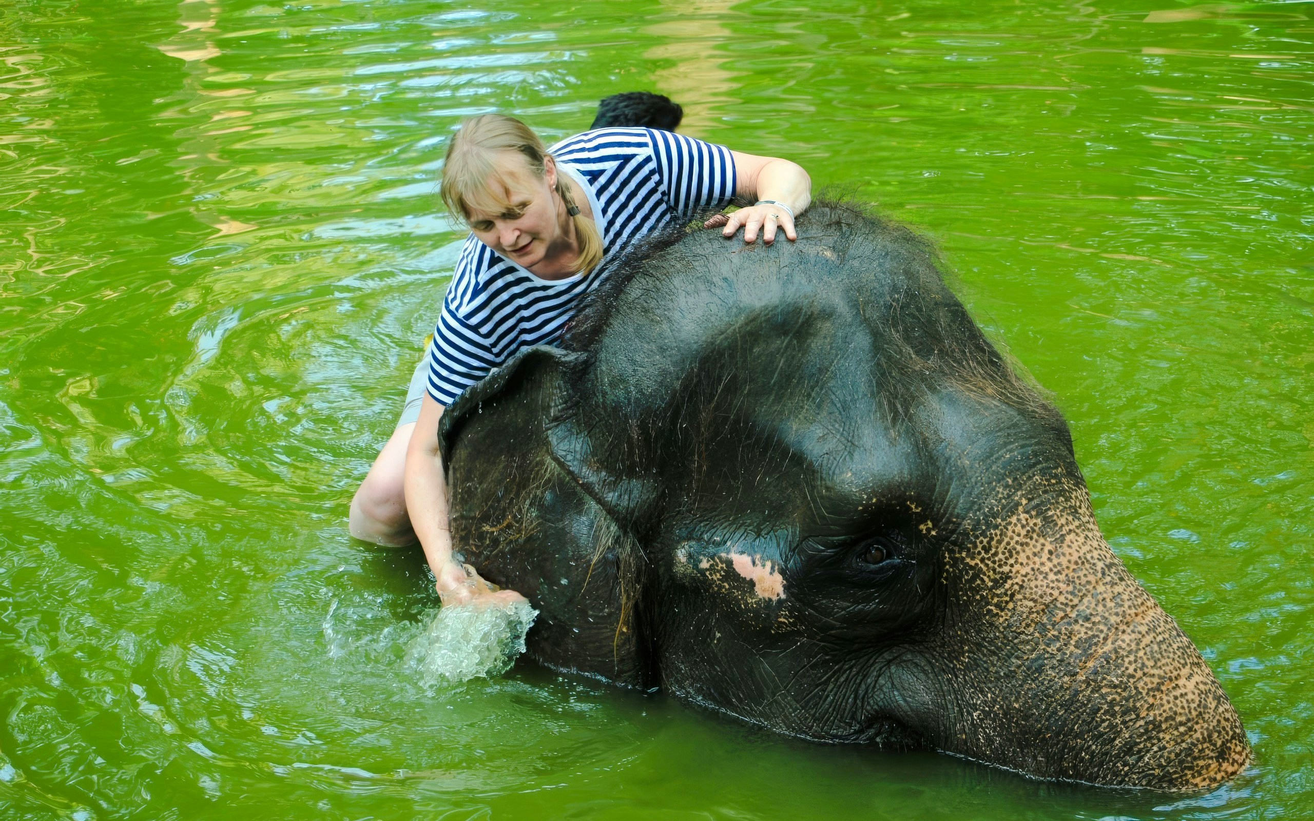 Tourist scrubbing elephant in water at Lombok Wildlife Park Elephant Bath Experience.