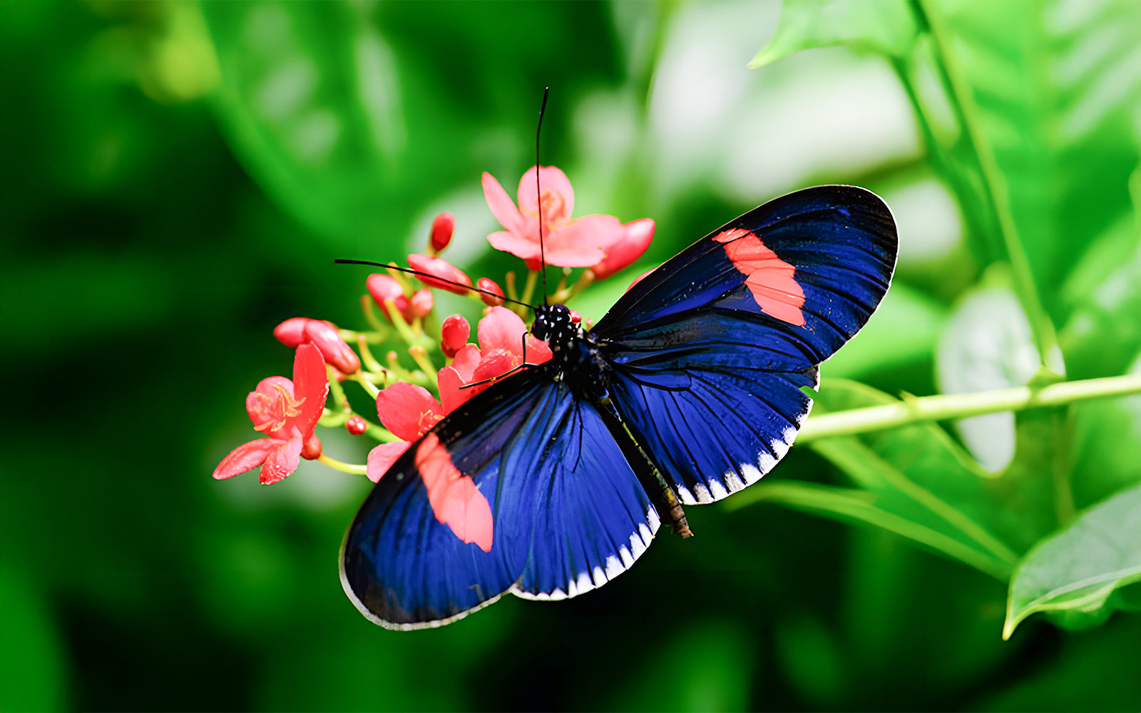 Postman butterfly perched on a leaf in the Davis Family Butterfly Vivarium, American Museum of Natural History.