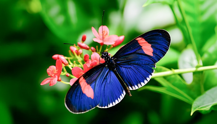 Postman butterfly perched on a leaf in the Davis Family Butterfly Vivarium, American Museum of Natural History.