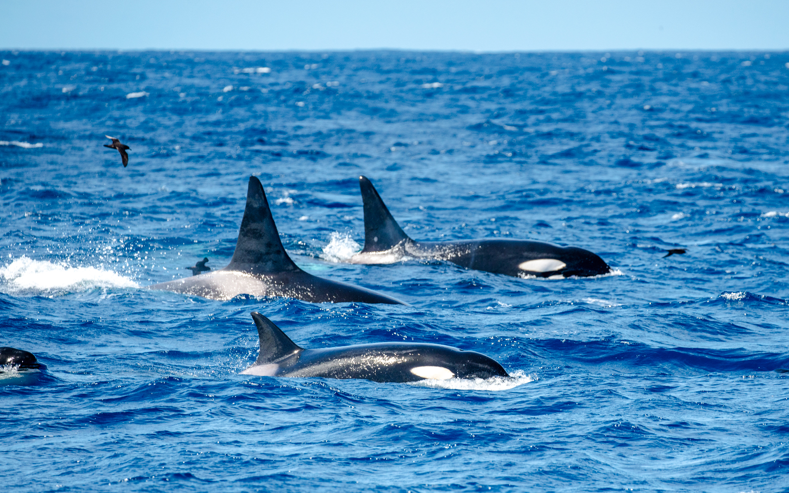 Orcas swimming in the ocean, dorsal fins visible above the water.