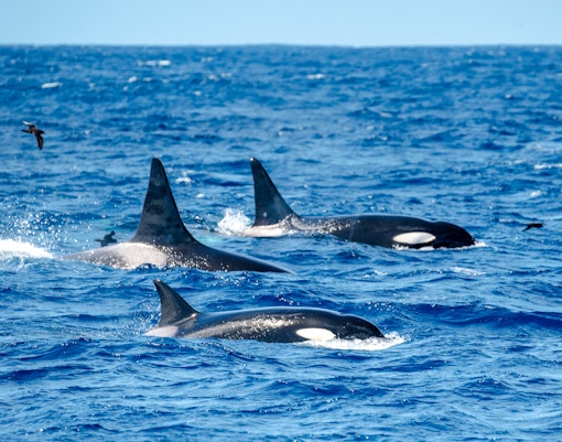 Orcas swimming in the ocean, dorsal fins visible above the water.