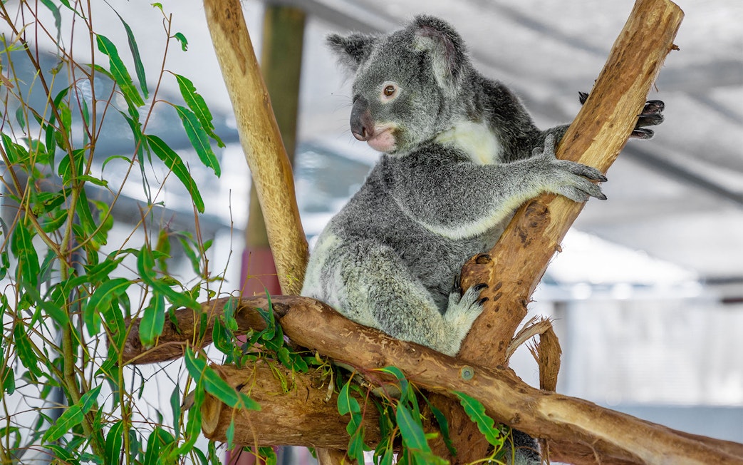 Koala perched on a tree branch at Hartley's Crocodile Adventures.