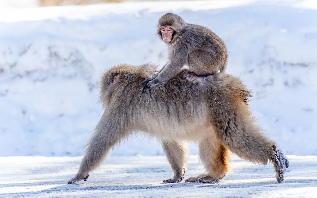 Snow monkeys in Nagano, Japan, with a baby riding on an adult's back in a snowy landscape.