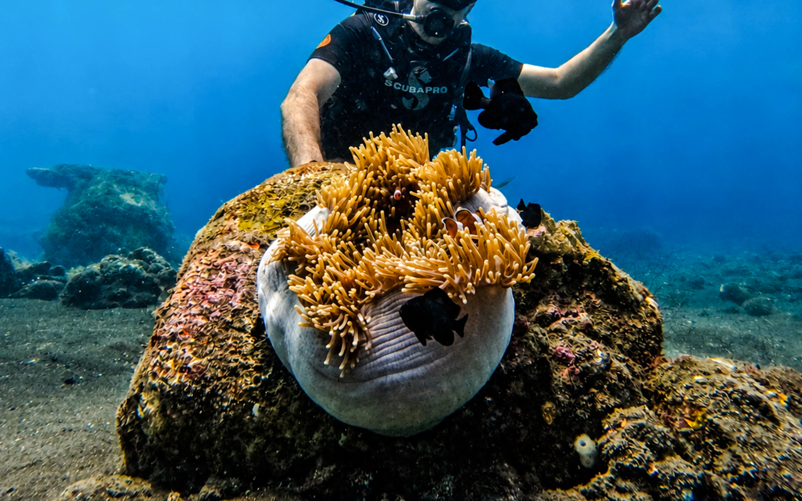 USAT Liberty Shipwreck & Coral Garden Beginner Dives with Private Guide and Round-Trip Hotel Transfers Image 3