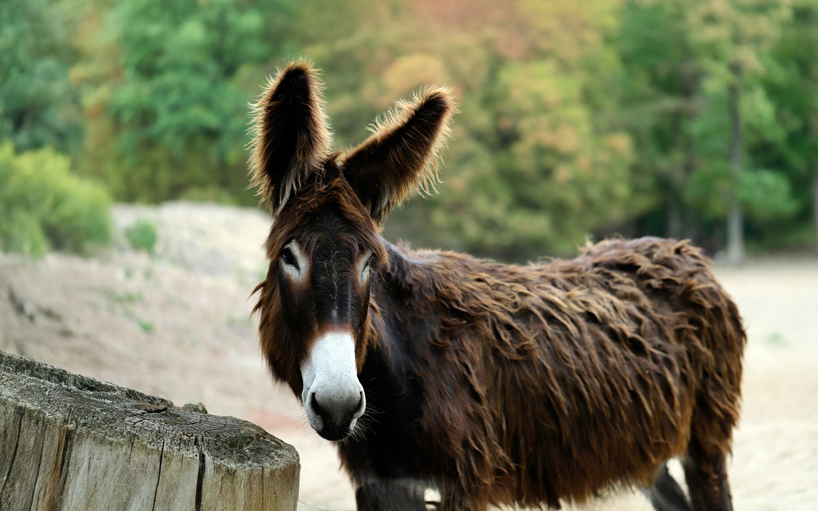Catalan donkey at Barcelona Zoo with lush greenery in the background.