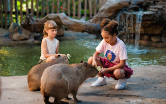 Children feeding capybaras near a pond at Bali Zoo.