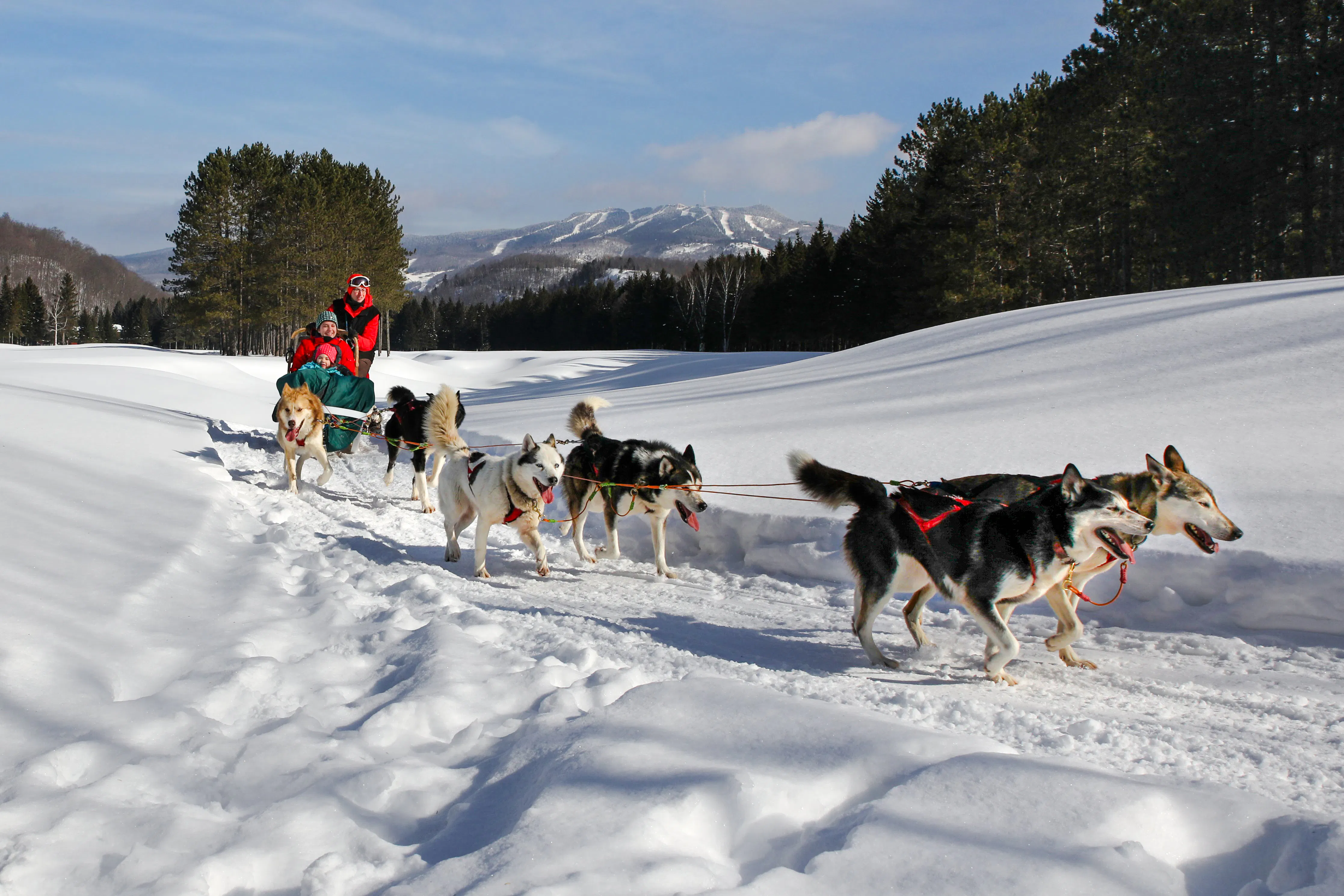 Dogsledding tour through snowy Mont-Tremblant landscape, Montreal.