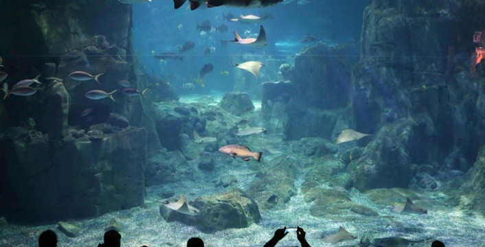 Visitors viewing marine life at Istanbul Aquarium with sharks and rays swimming.