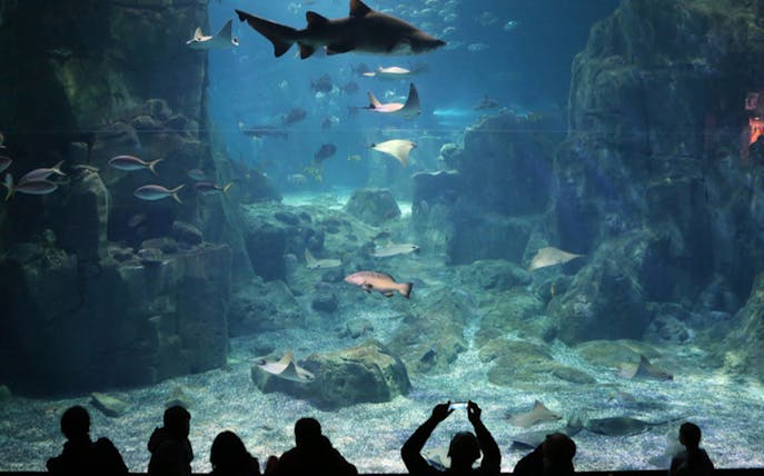 Visitors viewing marine life at Istanbul Aquarium with sharks and rays swimming.