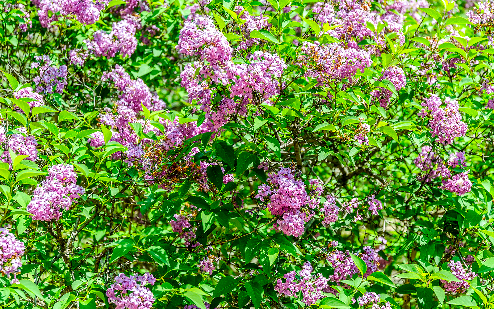 Fragonard Tours in Nice