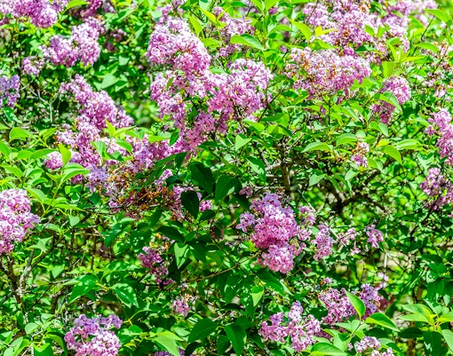 Fragonard Tours in Nice