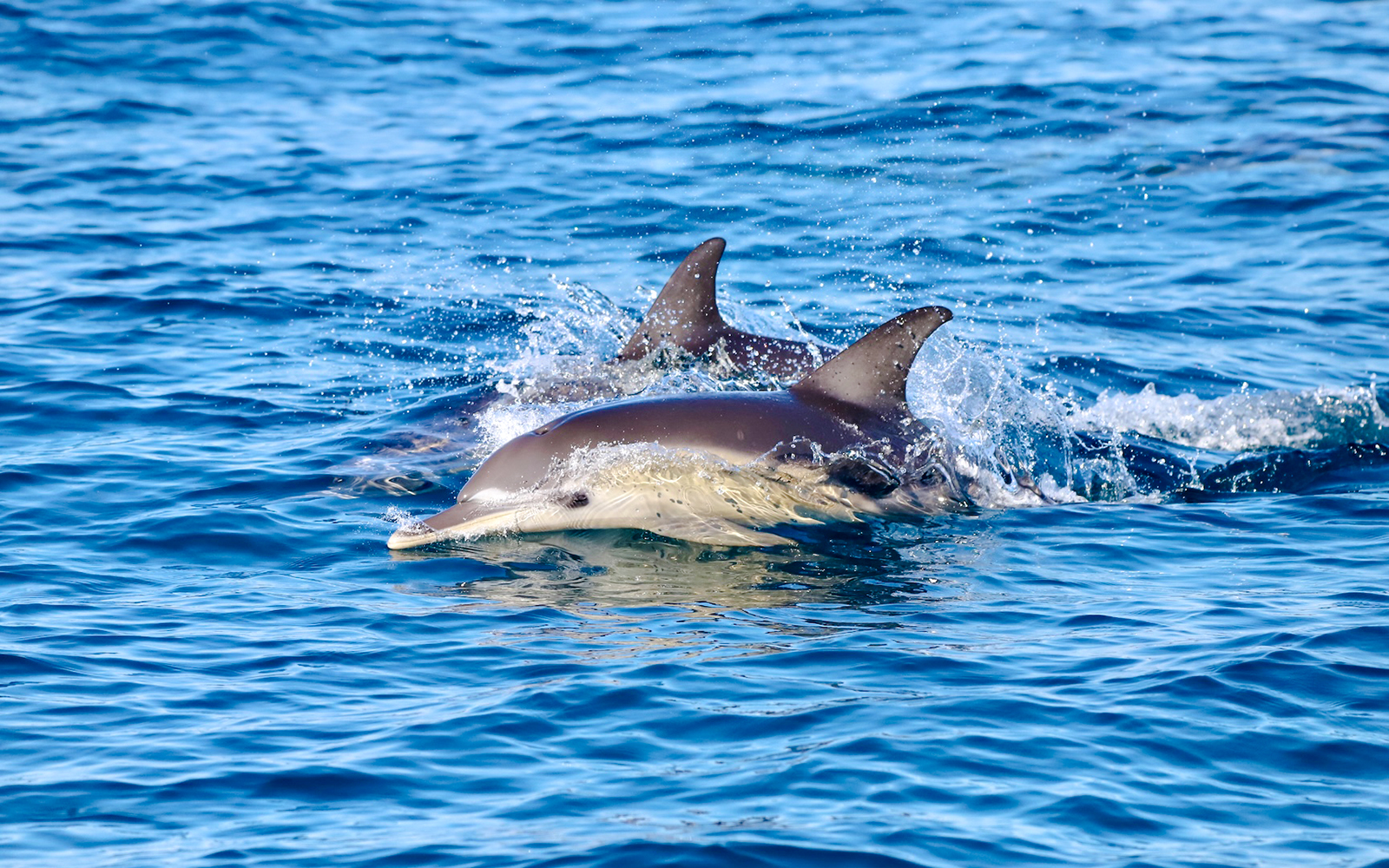 Dolphins swimming in the ocean near Newcastle, Australia.