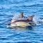 Marine wildlife spotting and walks