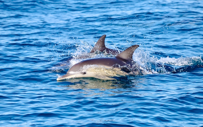 Dolphins swimming in the ocean near Newcastle, Australia.
